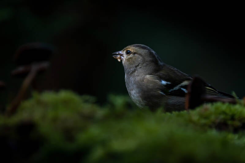 Vink, Rijsterbos, 28-09-2021
