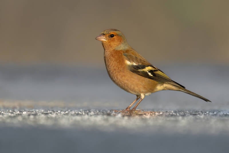 Vink, Sallandse heuvelrug,  21-11-2024