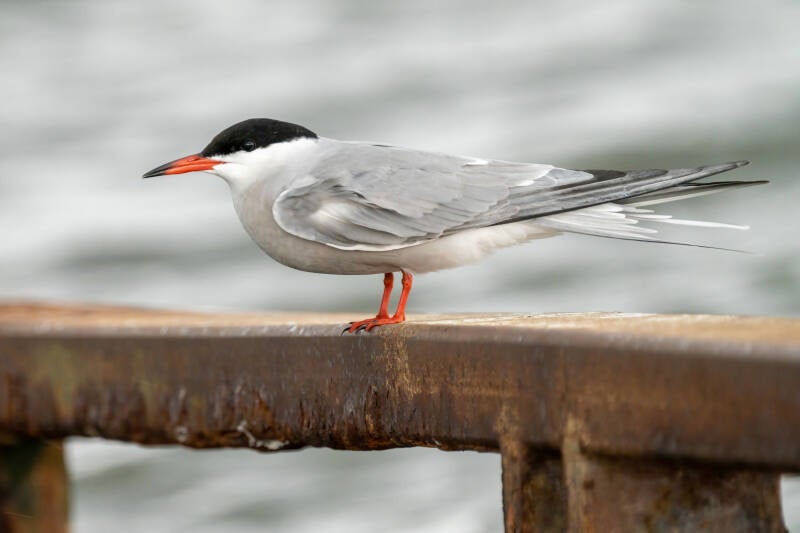 Visdief, Lauwersoog, 10-05-2021