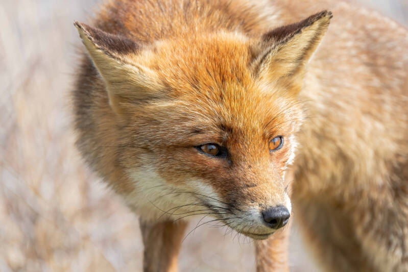 Vos, Amsterdamse Waterleidingduinen, 9-04-2022