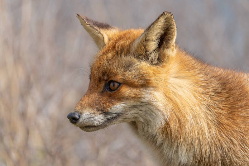 Vos, Amsterdamse Waterleidingduinen, 9-04-2022