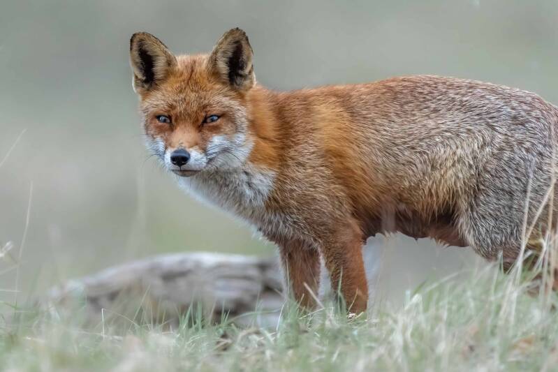 Vos, Amsterdamse Waterleidingduinen, 9-04-2022