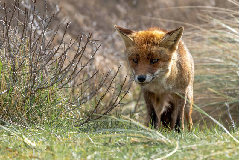 Vos, Amsterdamse Waterleidingduinen, 9-04-2022