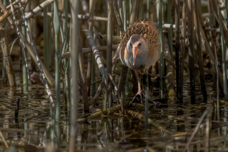 Waterral, Groningen, 05-04-2023