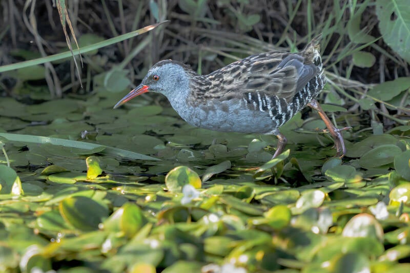 Waterral, Onnerpolder, 10-08-2022