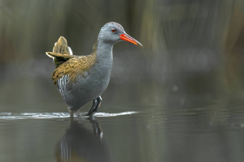Waterral, Breebaartpolder, 05-10-2023