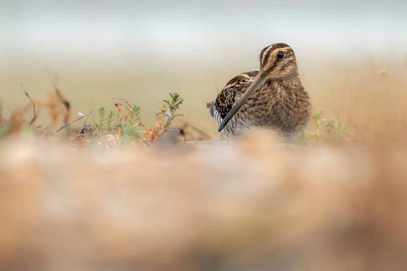 Watersnip, Breebaartpolder, 06-09-2022