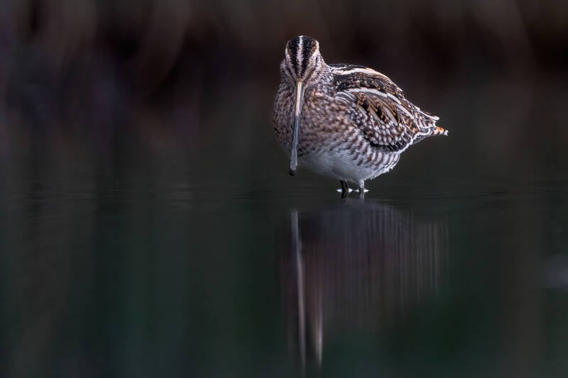 Watersnip, Breebaartpolder, 06-09-2022