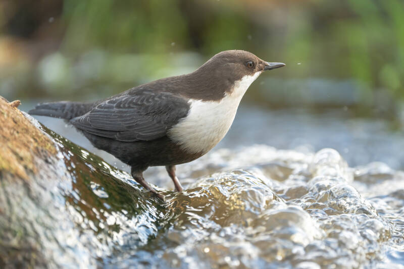 Waterspreeuw, Marum, 24-10-2020