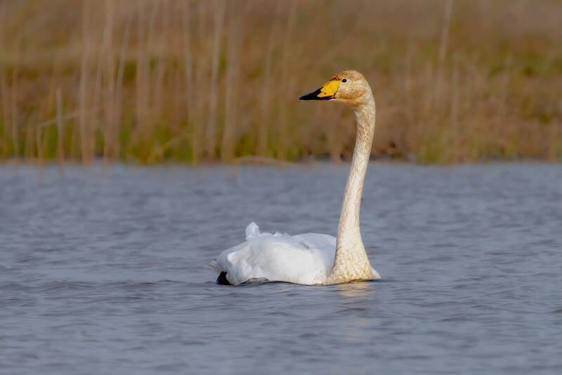 Wilde zwaan, Onlanden,02-02-2022