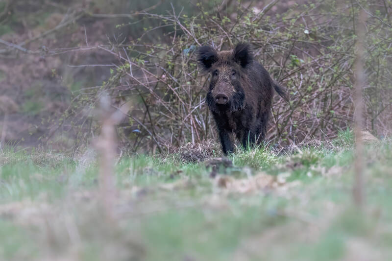 wild zwijn