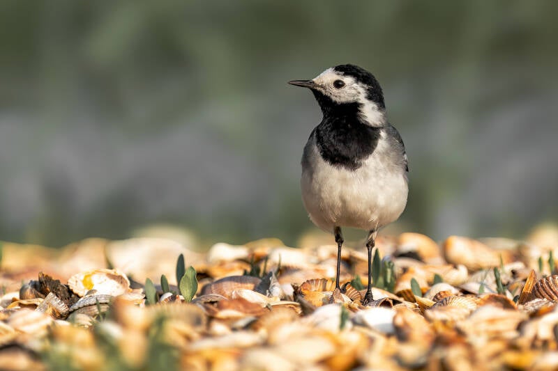 Witte kwikstaart, Breebaartpolder, 23-05-2024