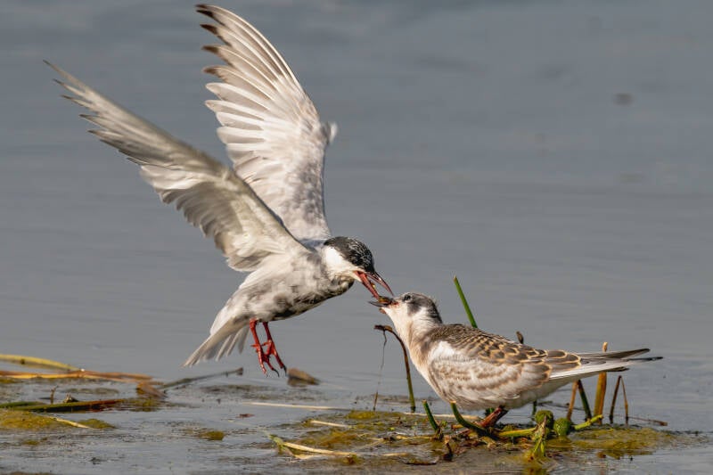 Witwangstern, Westerbroekstermadepol-der, 31-08-2021