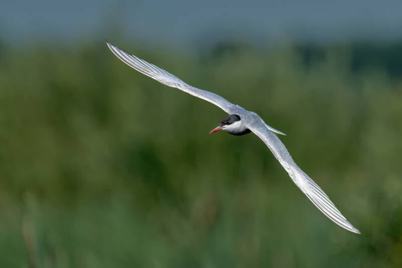 Witwangstern, Onlanden, 26-6-2024