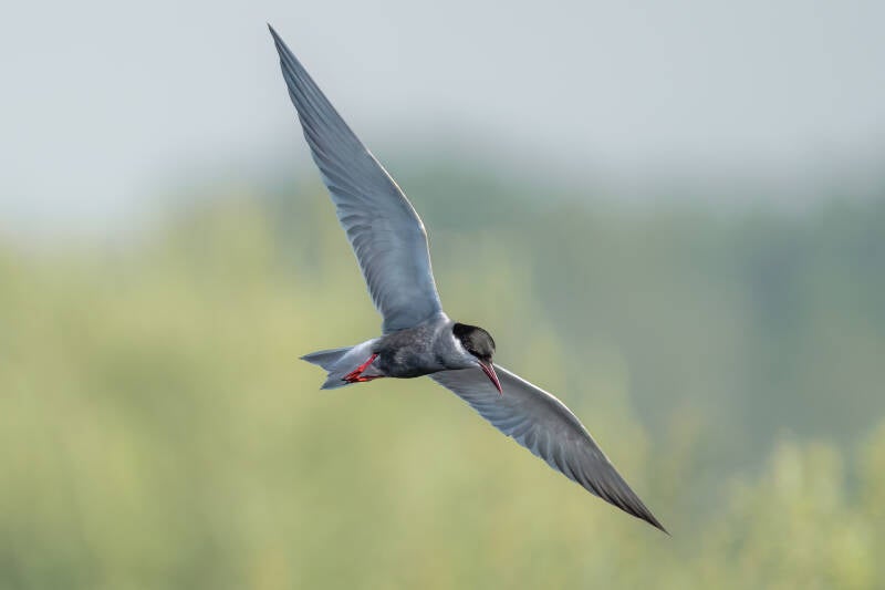 Witwangstern, Onlanden, 26-6-2024