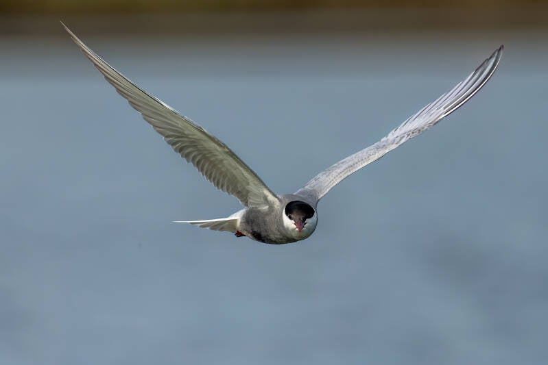 Witwangstern, Onlanden, 26-6-2024