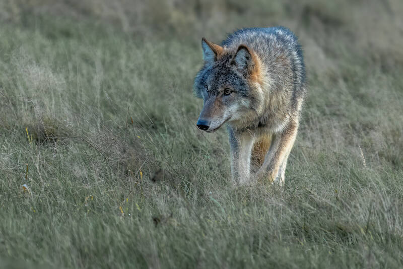 Wolf, Drents-Friese Wold, 15-11-2023