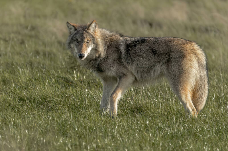 Wolf, Drents-Friese Wold, 15-11-2023