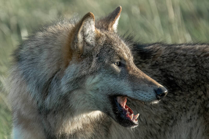 Wolf, Drents-Friese Wold, 15-11-2023