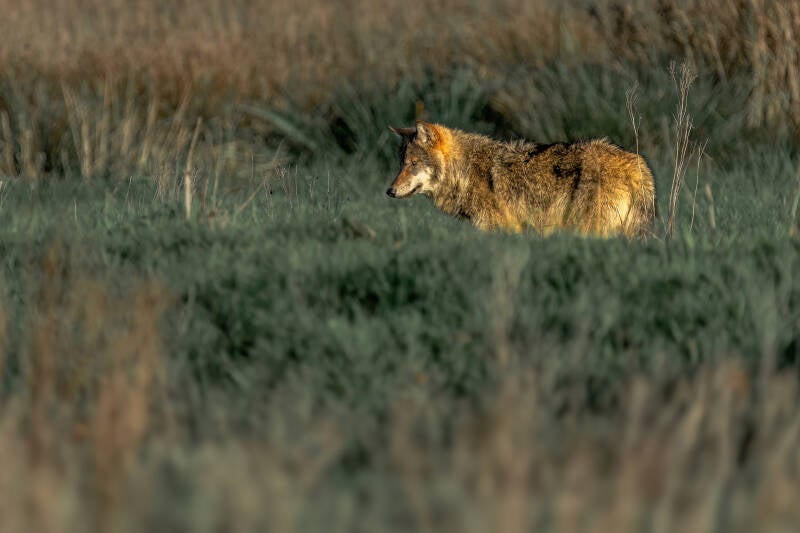 Wolf, Drents-Friese Wold, 15-11-2023