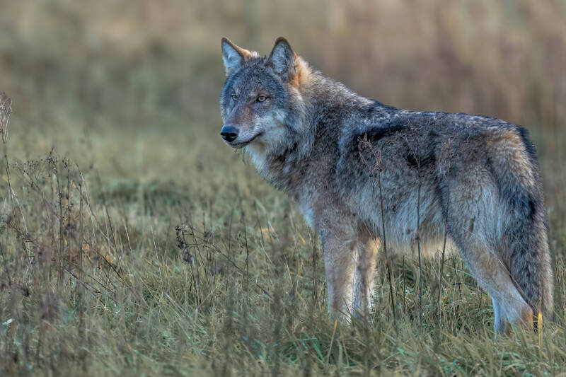 Wolf, Drents-Friese Wold, 15-11-2023