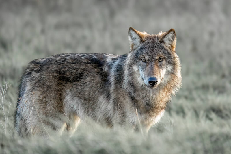 Wolf, Drents-Friese Wold, 15-11-2023