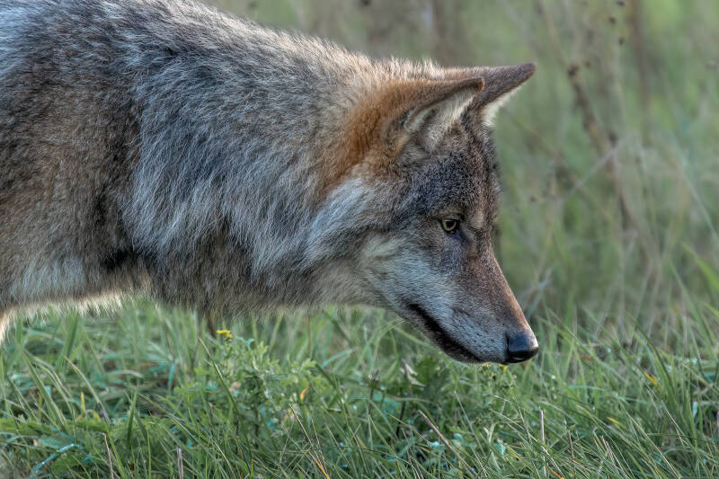 Wolf, Drents-Friese Wold, 15-11-2023