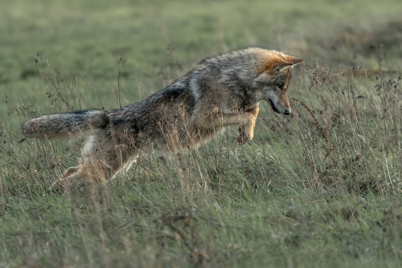 Wolf, Drents-Friese Wold, 15-11-2023