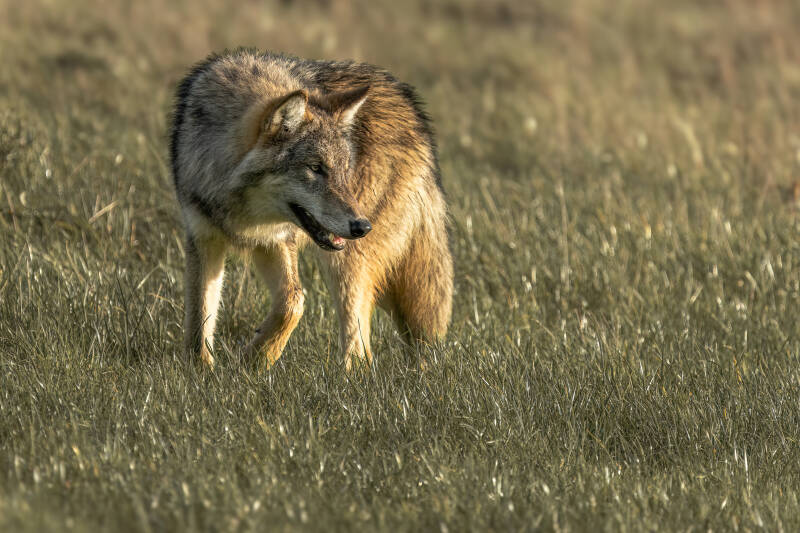 Wolf, Drents-Friese Wold, 15-11-2023