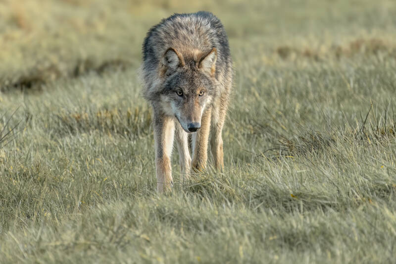 Wolf, Drents-Friese Wold, 15-11-2023