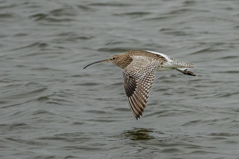 Wulp, Lauwersoog, 12-11-2021