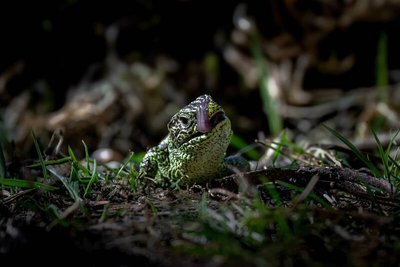 Zandhagedis, 3-4-2025, Lemele