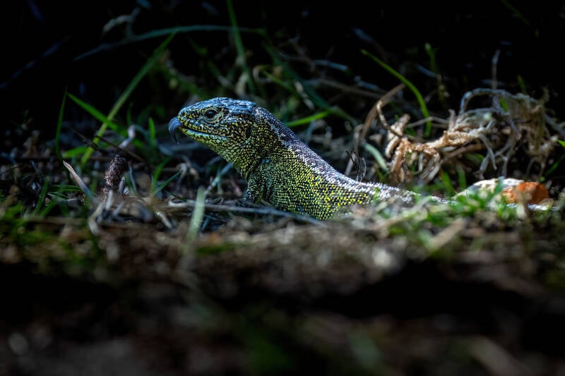 Zandhagedis, 3-4-2025, Lemele