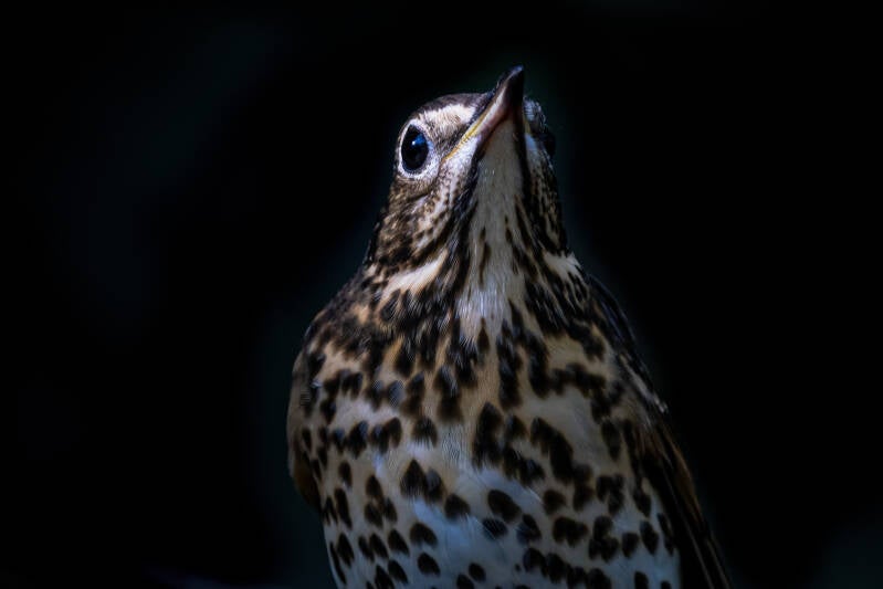 Zanglijster, Rijsterbos, 28-09-2021