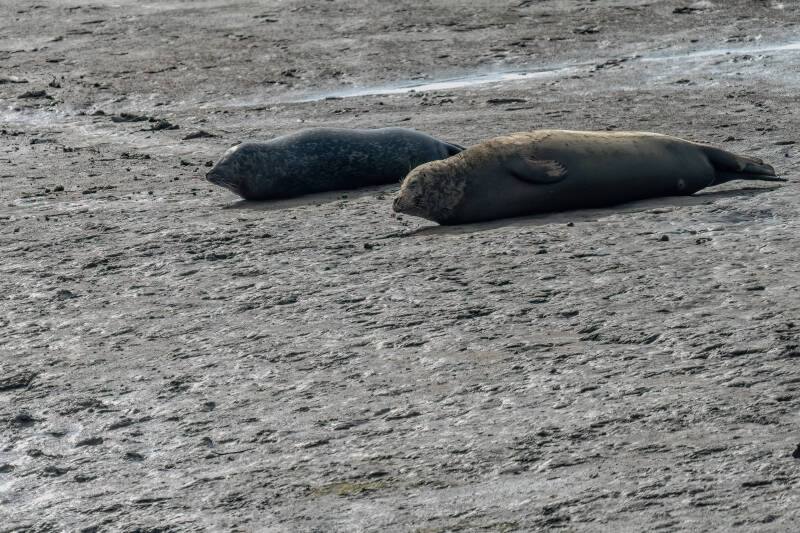 Zeehond, Breebaartpolder, 23-05-2024