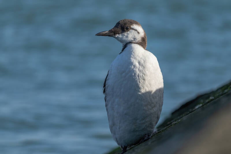 Zeekoet, Vlieland, 25-02-2022