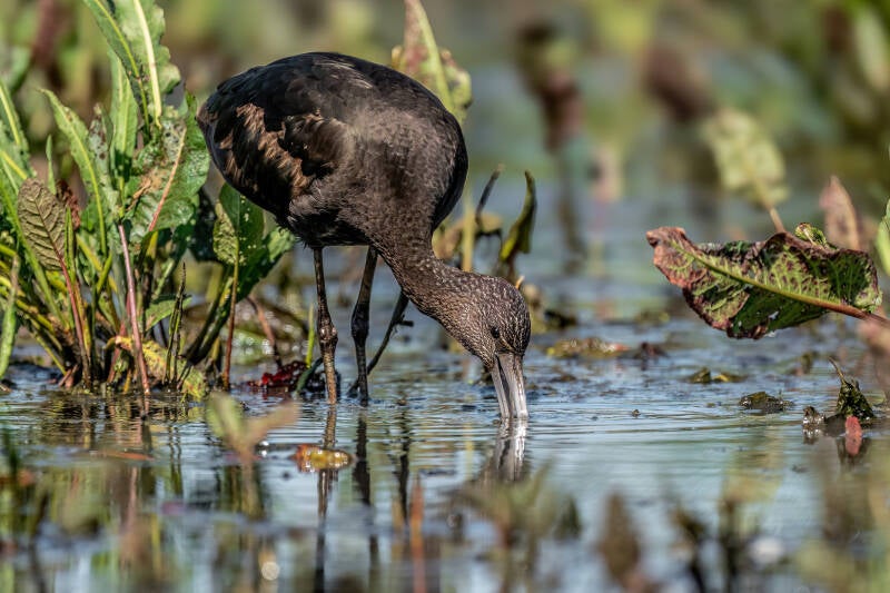 Zwarte Ibis, Onnerpolder, 12-5-2025