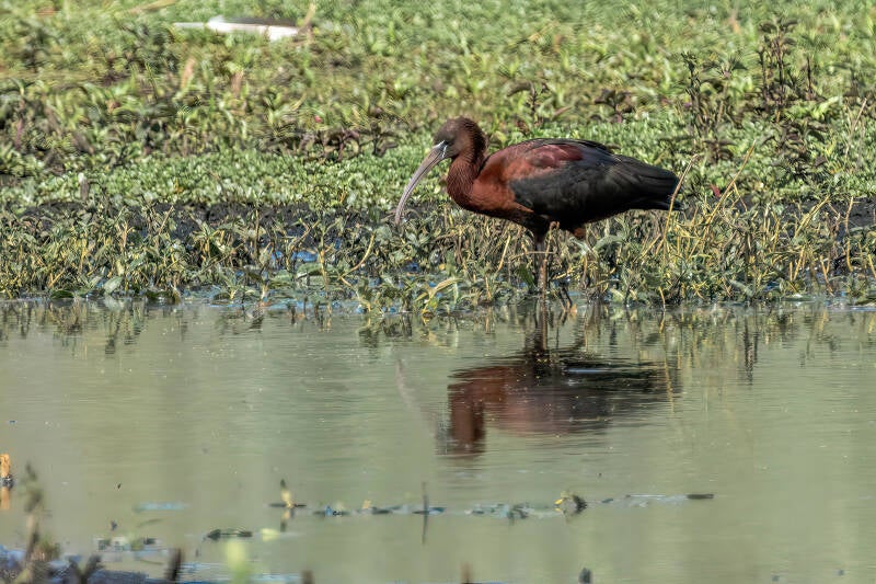 Zwarte Ibis, Zuidlaren, 13-06-2023