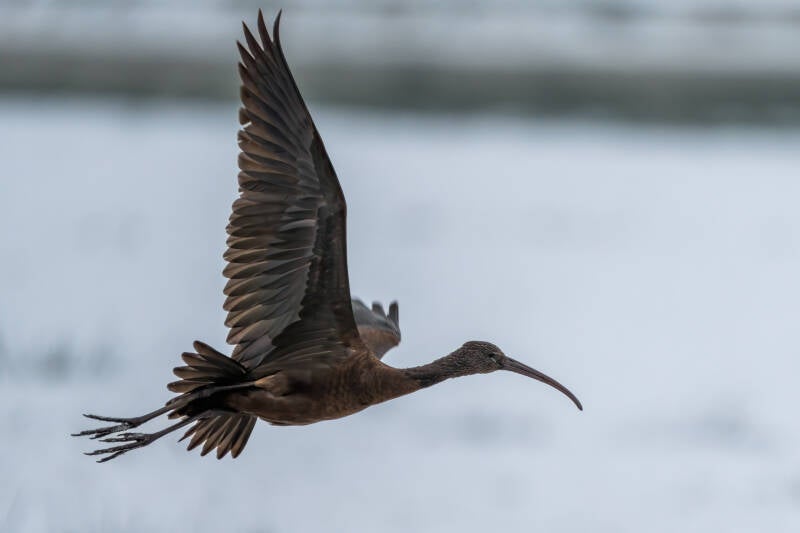 Zwarte Ibis, Peizermade, 05-12-2023