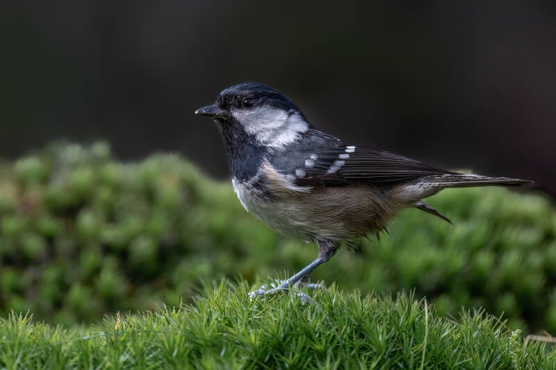 Zwarte mees, Lemelerberg, 17-11-2023