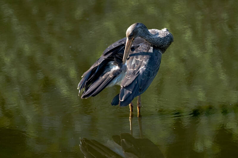 Zwarte ooievaar, Tynaarlo, 10-09-2019