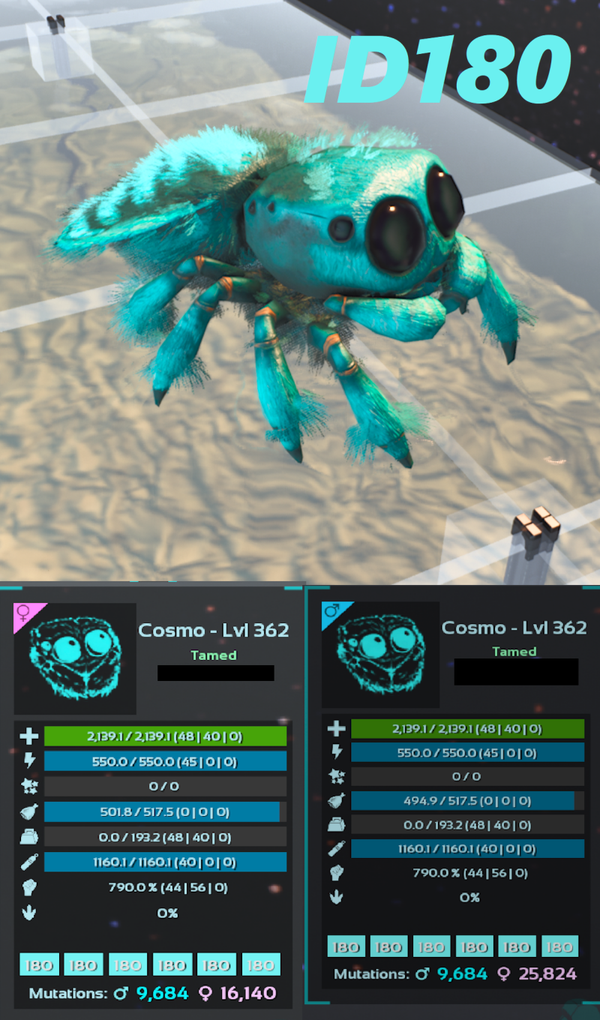 ID180 Cosmo Spider Adult clones and eggs