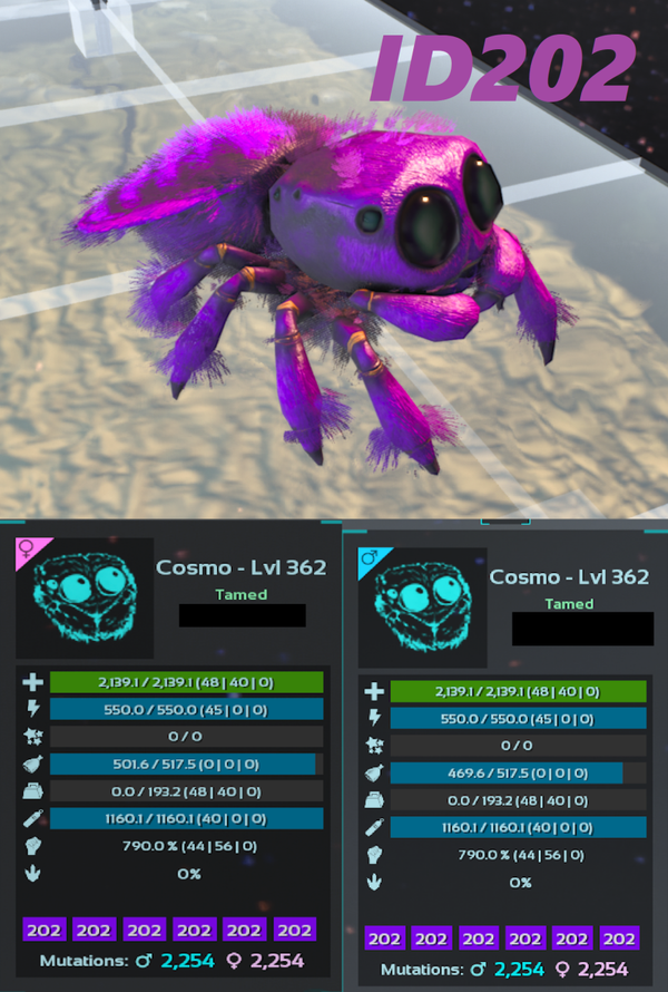 Id202 Cosmo Spider Adult clones and eggs