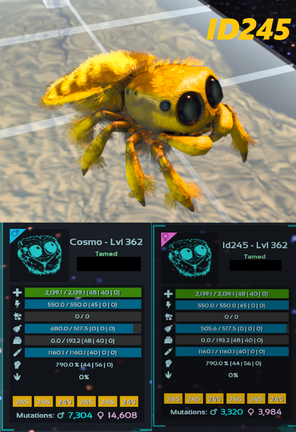 ID245 Cosmo Spider Adult clones and eggs