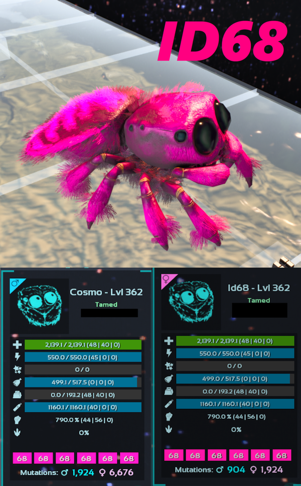 ID68 Cosmo Spider Adult clones and eggs