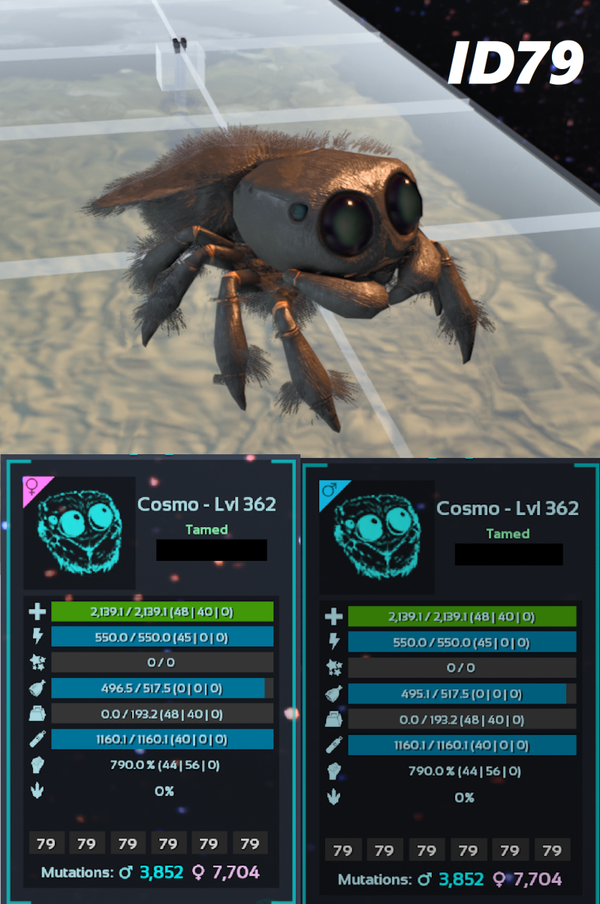 ID79 Cosmo Spider Adult clones and eggs