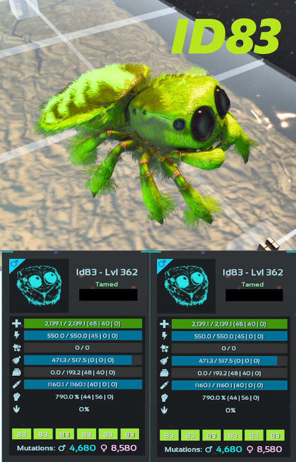 ID83 Cosmo Spider Adult clones and eggs