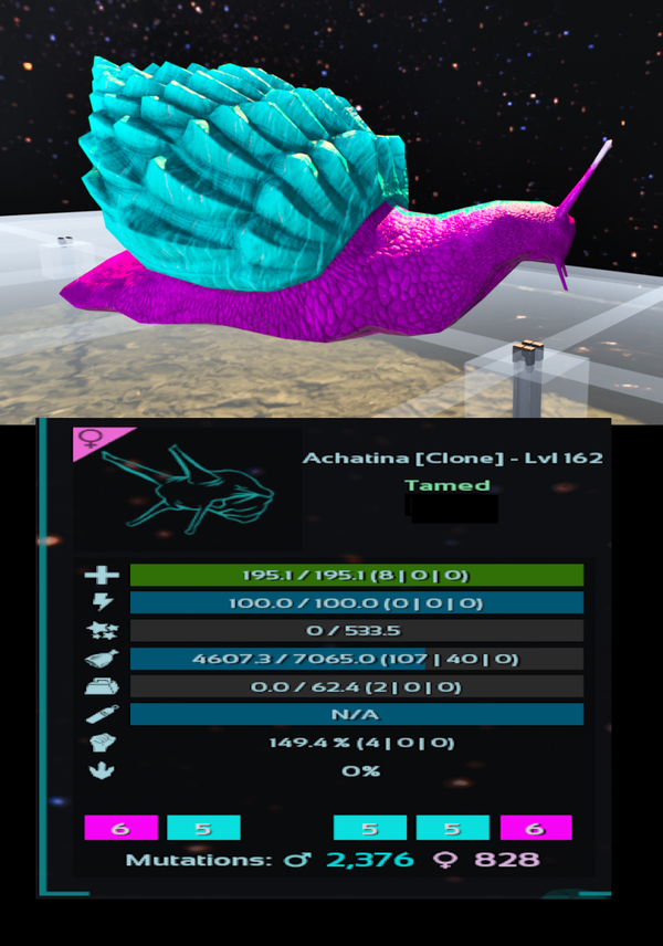 Cotton Candy Achatina adult female clones