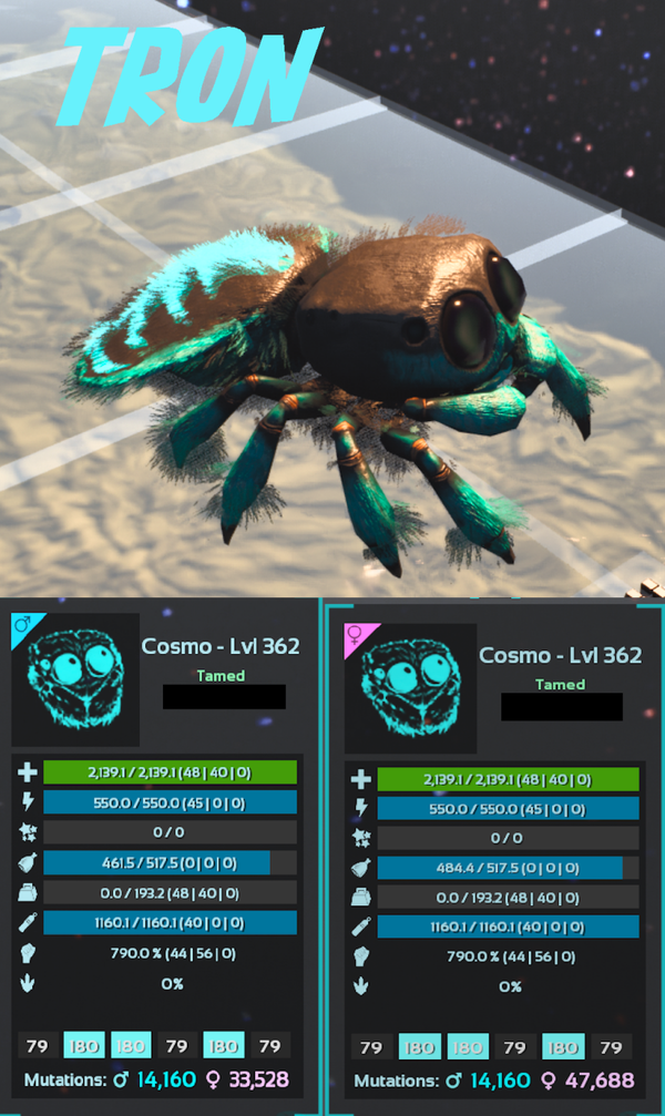 Tron Cosmo Spider Adult clones and eggs