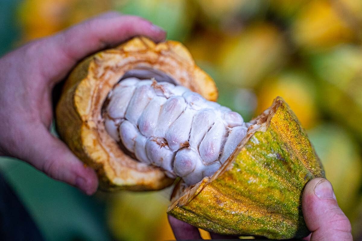 Nach der Ernte wird die Frucht aufgebrochen und die Bohnen entnommen